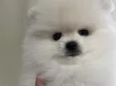 ポメラニアン【岐阜県・男の子・2024年12月8日・ホワイト】の写真8