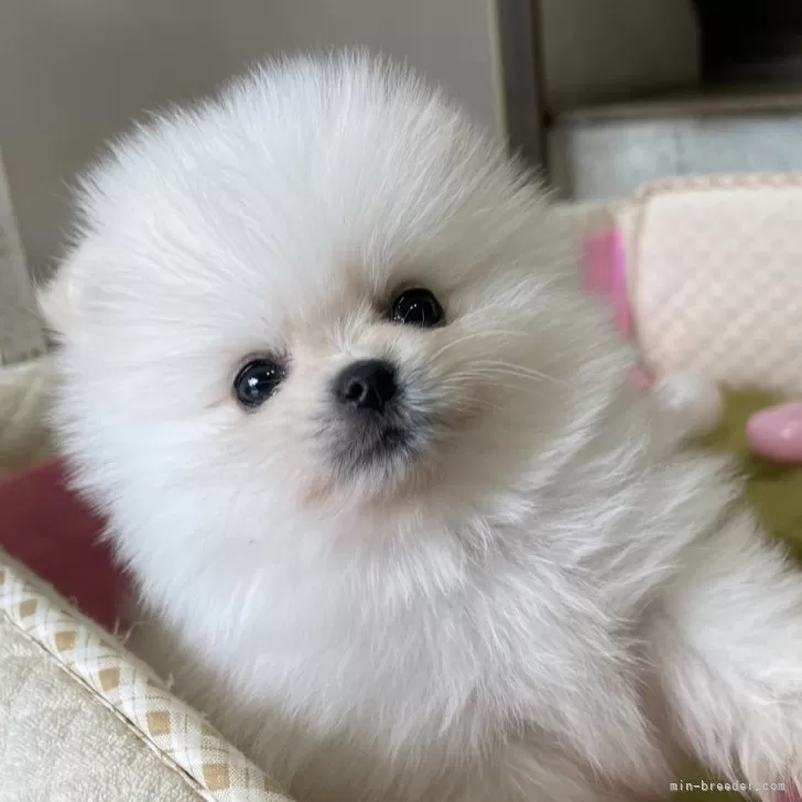 もも 様のお迎えした子犬