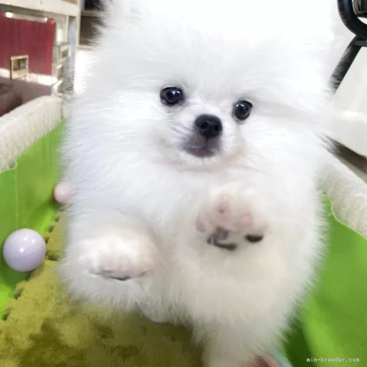ID:2507-05134の子犬