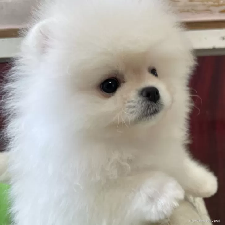 H.O 様のお迎えした子犬