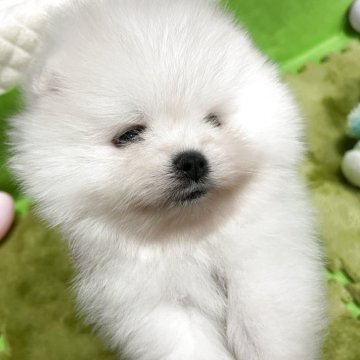 ポメラニアン【岐阜県・男の子・2025年10月26日・ホワイト】の写真「とても可愛いホワイトの男の子」