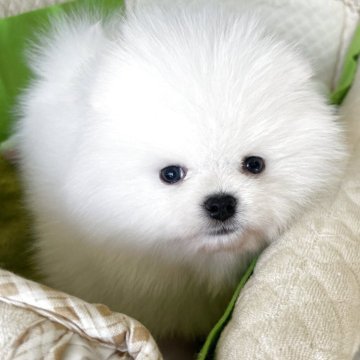 ポメラニアン【岐阜県・男の子・2025年9月9日・ホワイト】の写真「とっても可愛いホワイトの男の子」