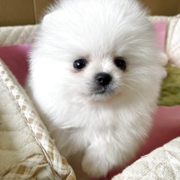 ポメラニアン【岐阜県・女の子・2025年2月7日・ホワイト】の写真「とっても可愛いホワイトの女の子」