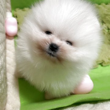 ポメラニアン【岐阜県・男の子・2025年10月13日・ホワイト】の写真「とても可愛いホワイトの男の子」
