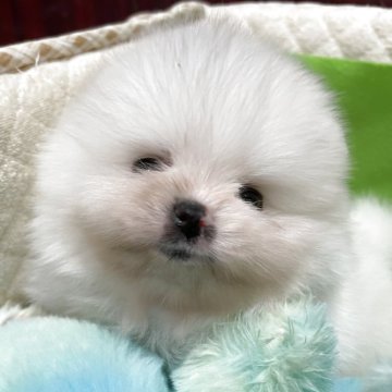 ポメラニアン【岐阜県・男の子・2025年10月12日・ホワイト】の写真「とっても可愛いチャオリアの男の子」