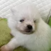 ポメラニアン