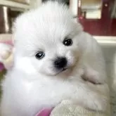 ポメラニアン