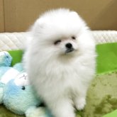 ポメラニアン