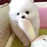 ポメラニアン