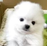 ポメラニアン