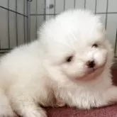 ポメラニアン