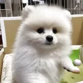 ポメラニアン