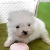 ポメラニアン
