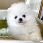 ポメラニアン