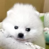 ポメラニアン