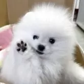 ポメラニアン