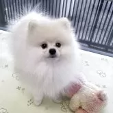 ポメラニアン