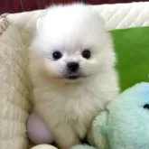 ポメラニアン