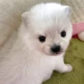 ポメラニアン