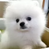 ポメラニアン
