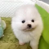 ポメラニアン