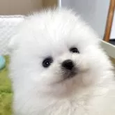 ポメラニアン