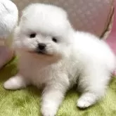 ポメラニアン