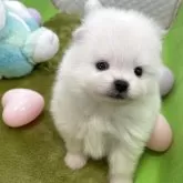 ポメラニアン