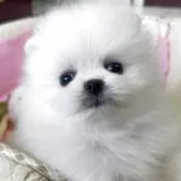 ポメラニアン