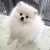 ポメラニアン