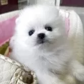 ポメラニアン