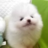 ポメラニアン