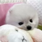 ポメラニアン
