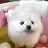 ポメラニアン