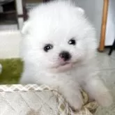 ポメラニアン