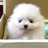 ポメラニアン