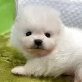 ポメラニアン