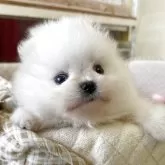 ポメラニアン