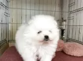 ポメラニアン【岐阜県・女の子・2025年12月18日・ホワイト】の写真7