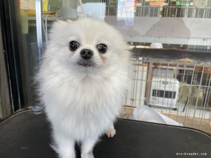 ポメラニアン【・女の子・2022年2月15日・ホワイト】