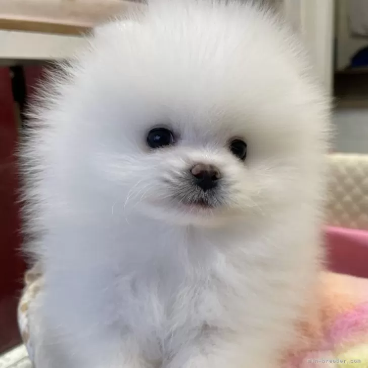 ID:2403-06754の子犬