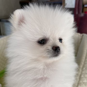ポメラニアン【岐阜県・男の子・2023年11月14日・ホワイト】の写真「とっても可愛いホワイトの男の子」