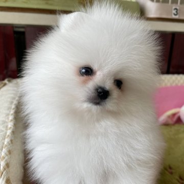 ポメラニアン【岐阜県・女の子・2024年2月11日・ホワイト】の写真「とっても可愛いホワイトの女の子」