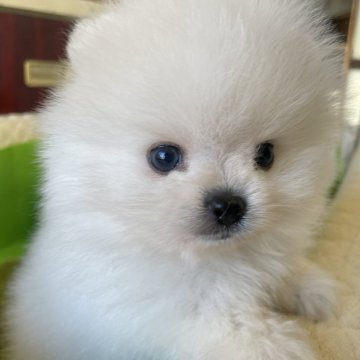 ポメラニアン【岐阜県・男の子・2024年5月27日・ホワイト】の写真「とっても可愛いホワイトの男の子」