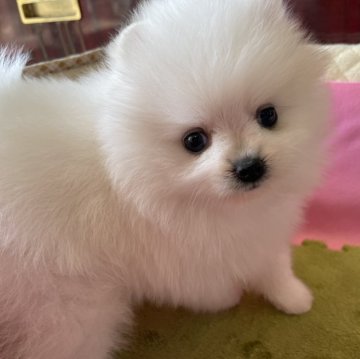 ポメラニアン【岐阜県・女の子・2024年2月2日・ホワイト】の写真「とびきり可愛いホワイトの女の子」