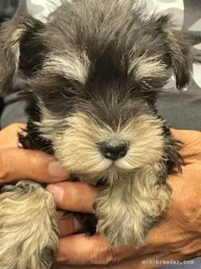 ID：2509-02802の子犬