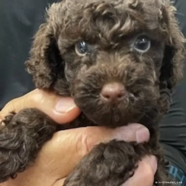 ID：2507-01852の子犬