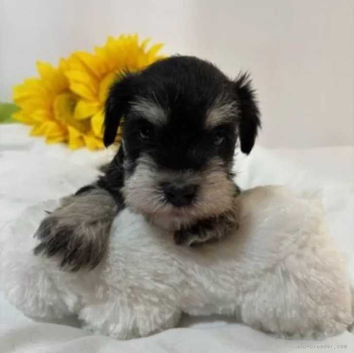 ID：2412-02763の子犬