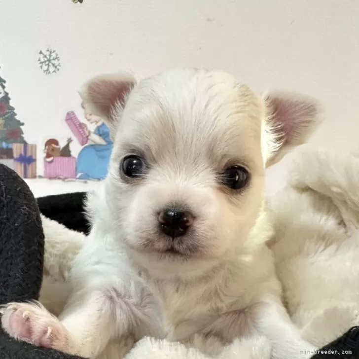 ID:2501-04259の子犬