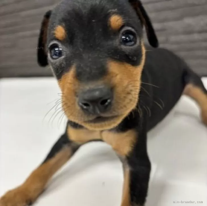 ID：2501-07606の子犬